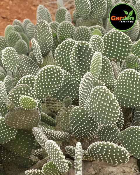 Bunny Ear Cactus at Garden Center of Las Cruces