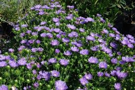 Peachie's Pick Stokes' Aster (Stokesia), 1 gallon