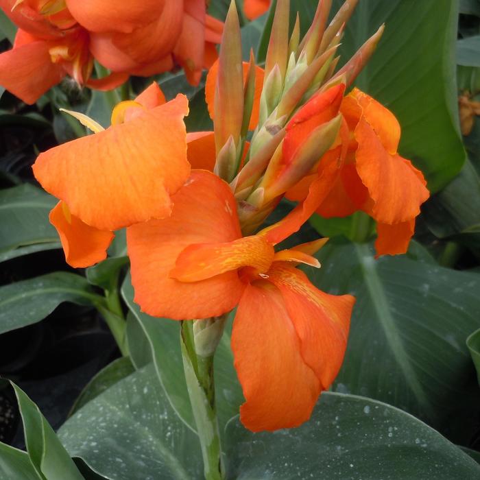 Canna Cannova Green Leaf Red 1 Gal