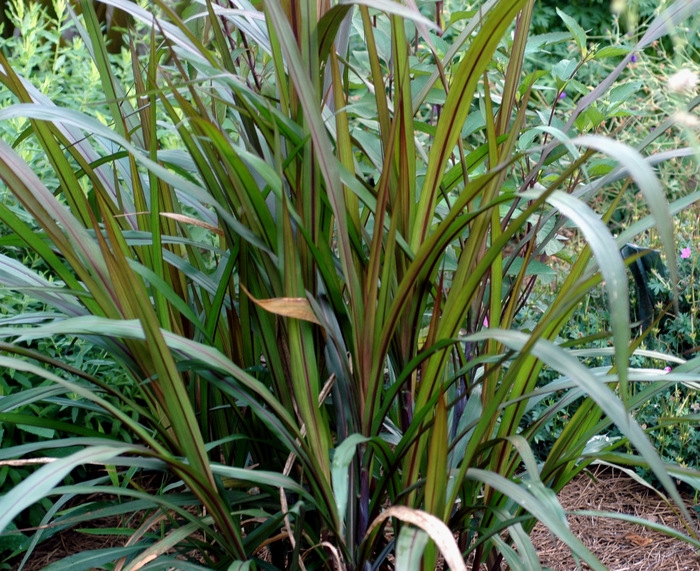 Princess Caroline Fountain Grass 3 Gal