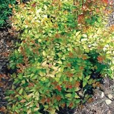 Twist of Lemon Abelia, 3 gallon