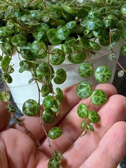 String of Turtles, 4"