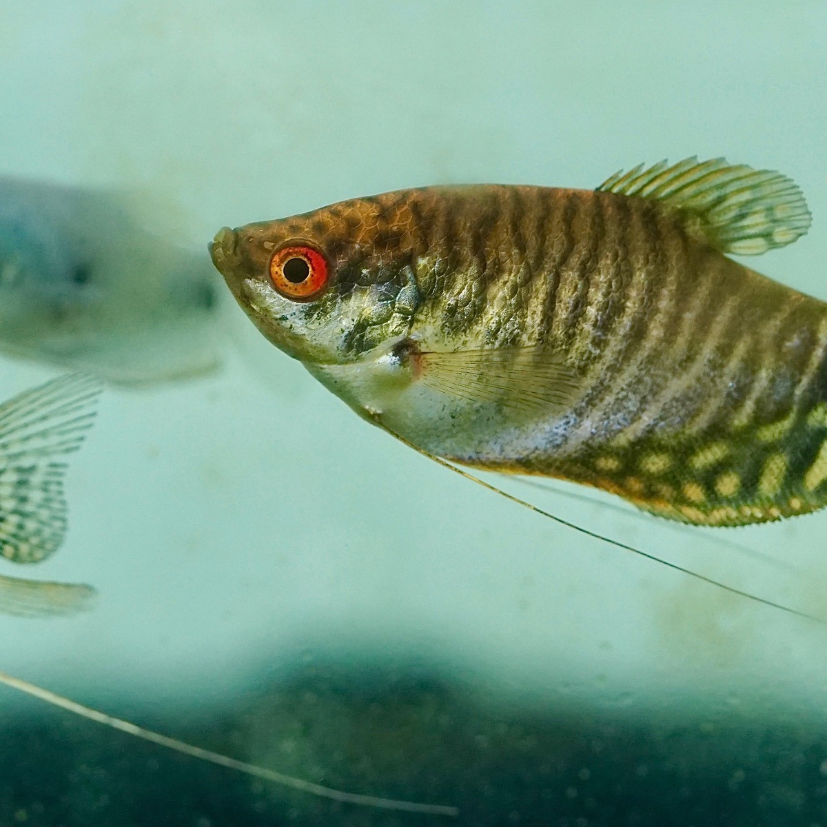 Gold Gourami