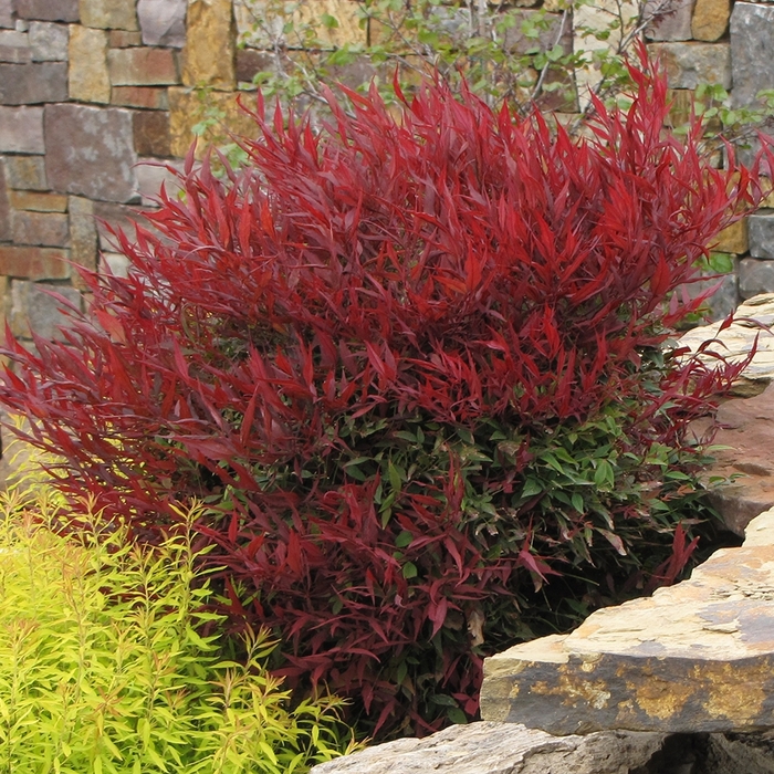 Nandina Blush Pink 1 Gal