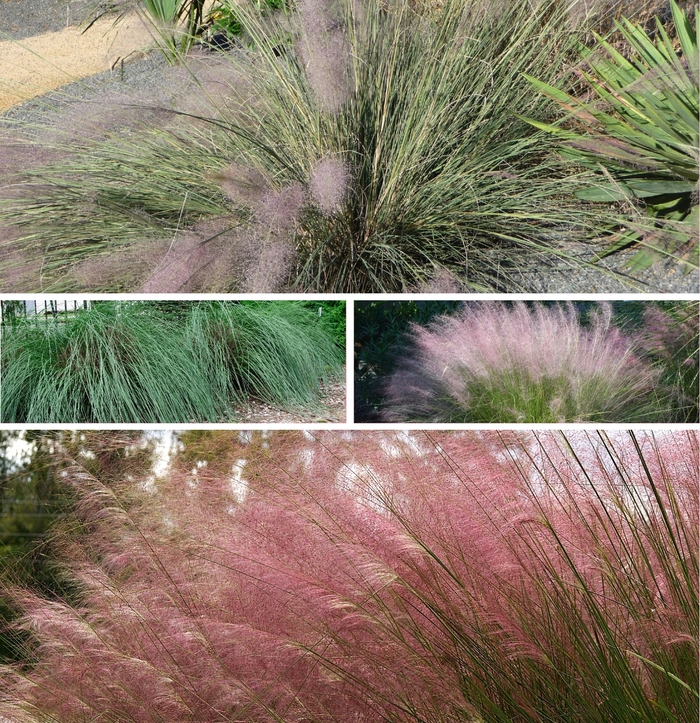 Pink Muhly Grass 3 Gal