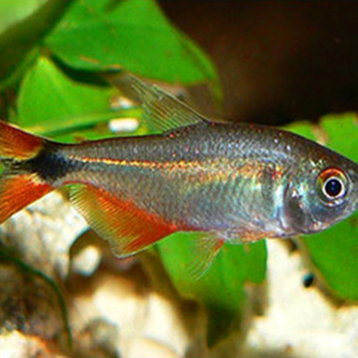 Bueno Aires Tetra