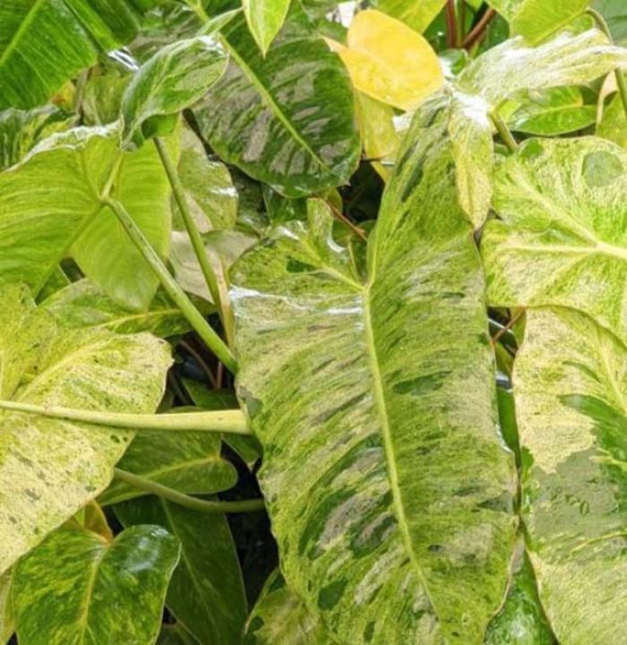 Philodendron Ring Of Fire 6"