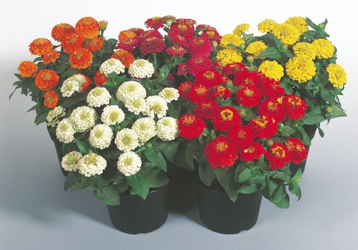 Zinnia Zowie Yellow 3 Gal