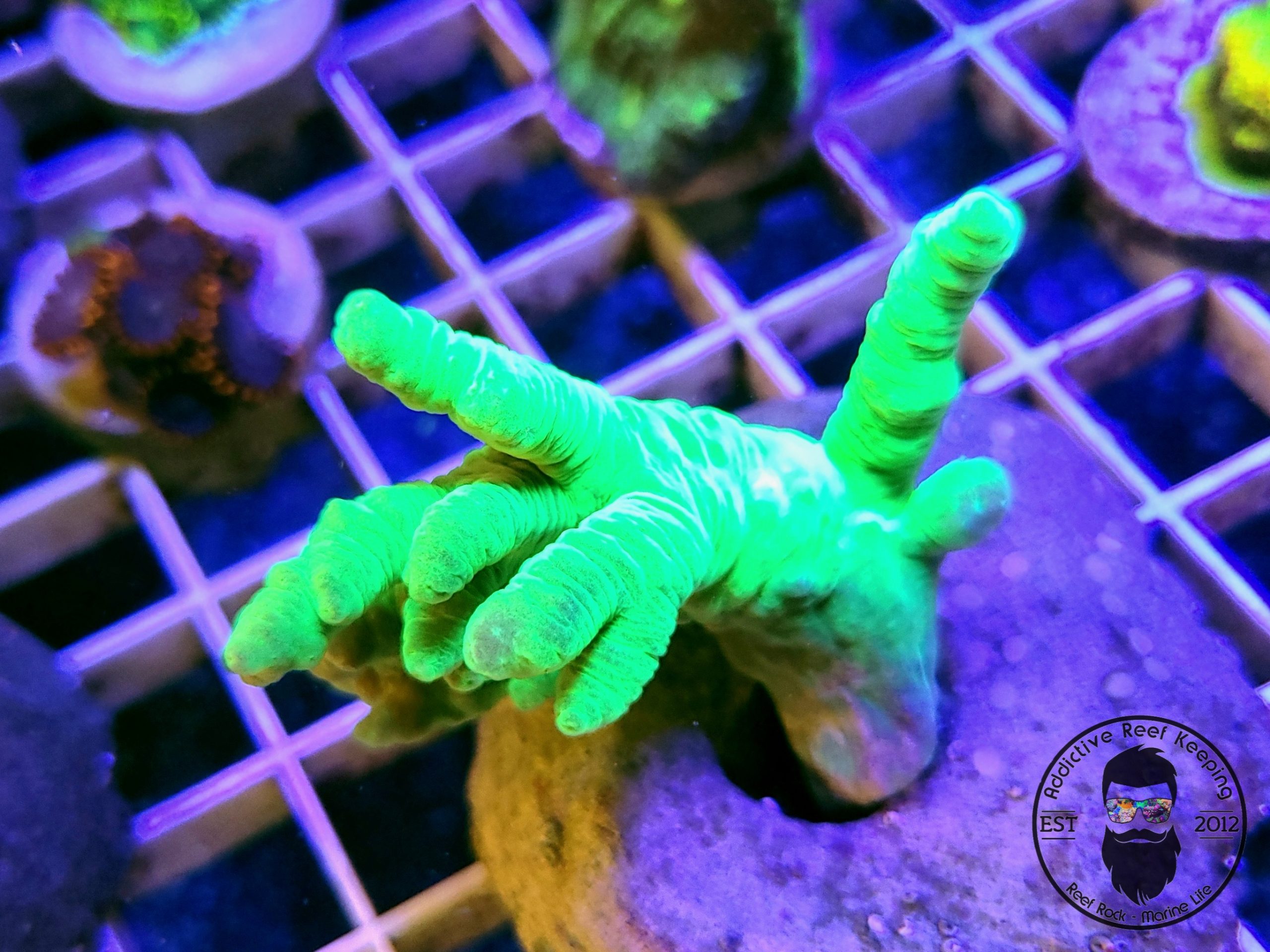 ARK Neon Green Sinularia Finger Leather Coral (Sinularia sp.)