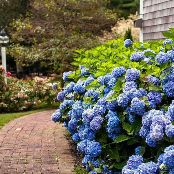 Hydrangea macrophylla 'Endless Summer' (Reblooming Hydrangea)
