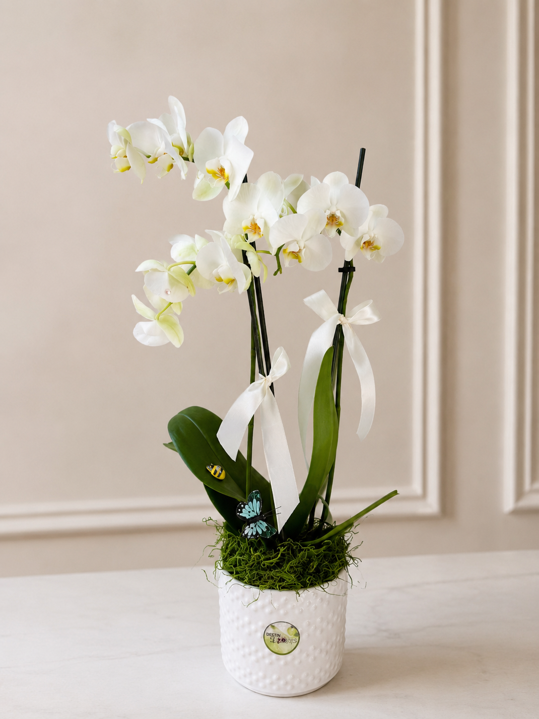 Blooming Orchid Plant - Anniversary flowers - in Destin, FL thumbnail 3