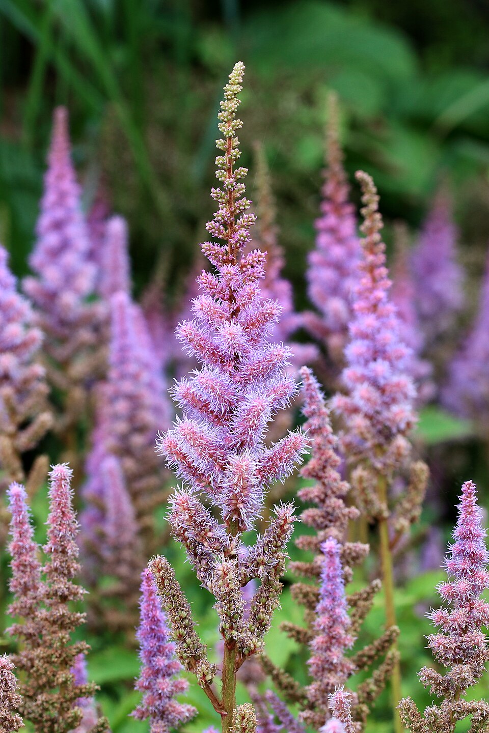 Astilbe chinensis 'Purple Candles'