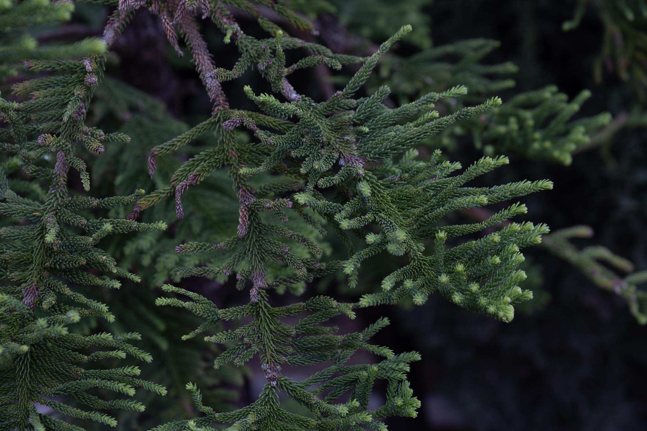 Cryptomeria japonica 'Yoshino' B&B 6–8'
