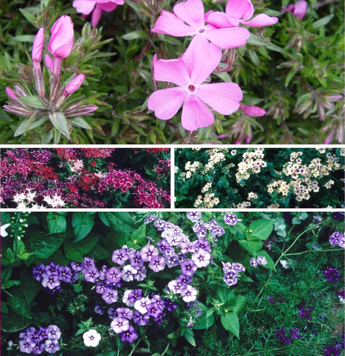 Phlox Creeping Pink Quart