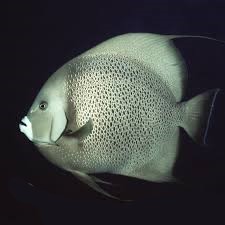 Grey Angelfish Lg