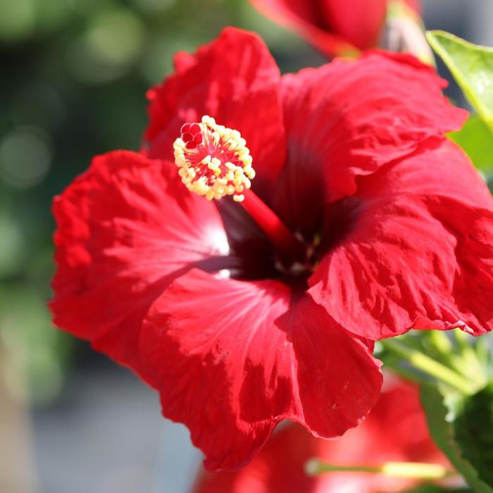Hibiscus Hollywood Rico Suave 3 Gal