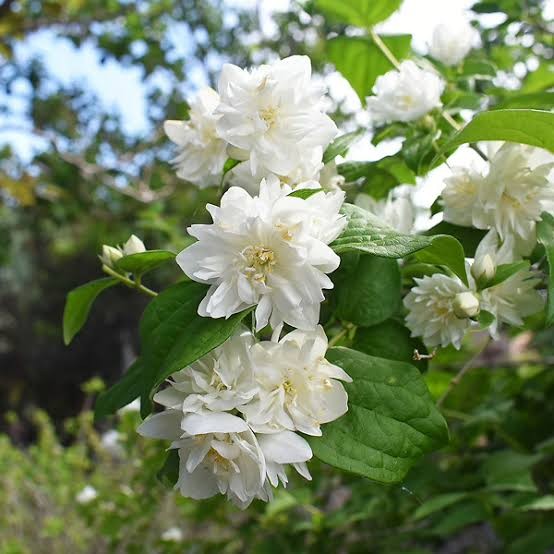 Snowflake Mockorange (Piladelphus), 2 gallon