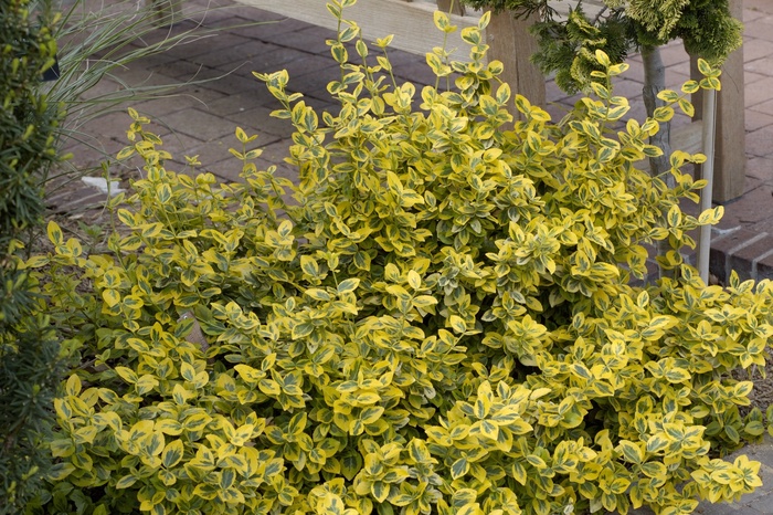 Euonymus Green n Gold 5 Gal