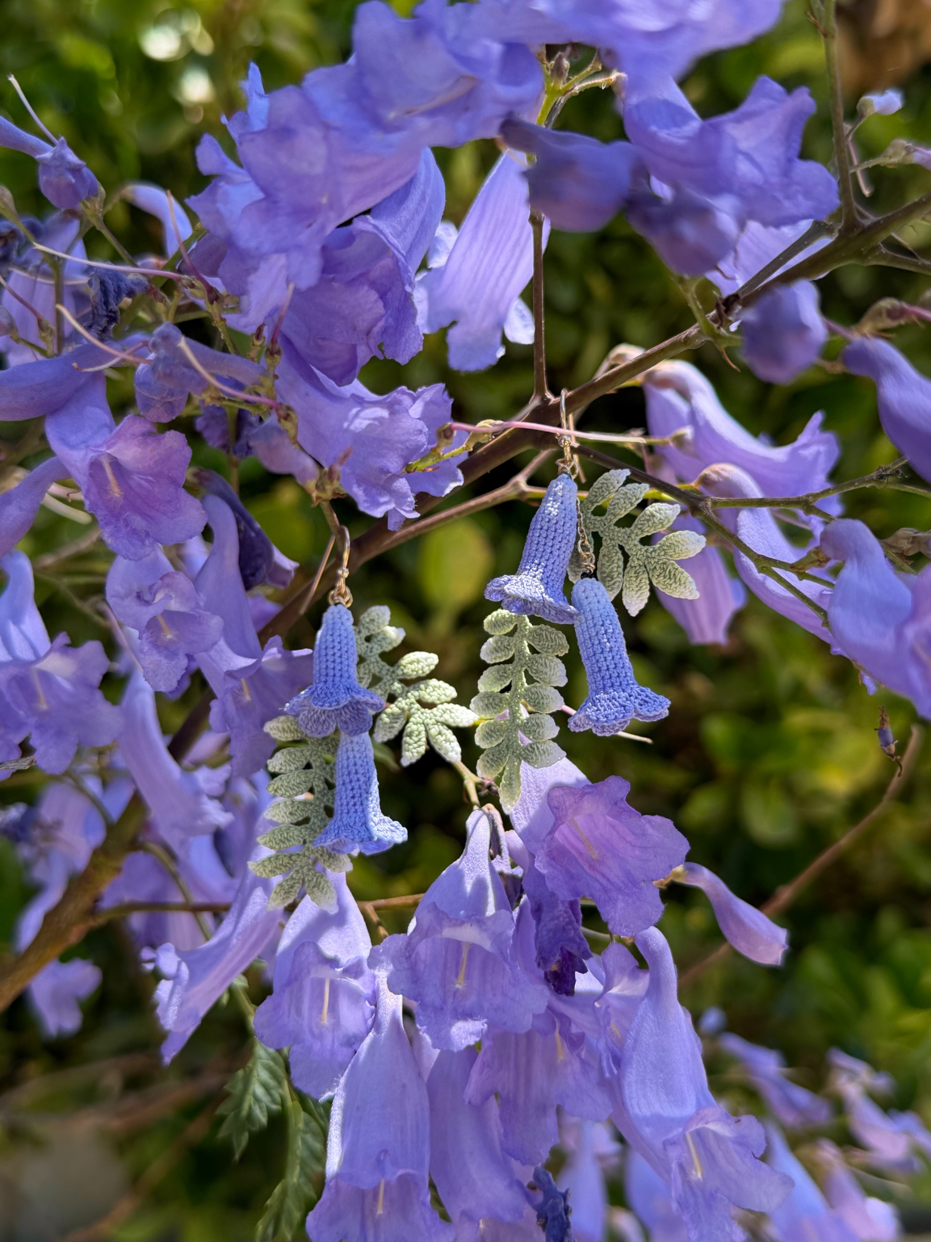 Jacaranda