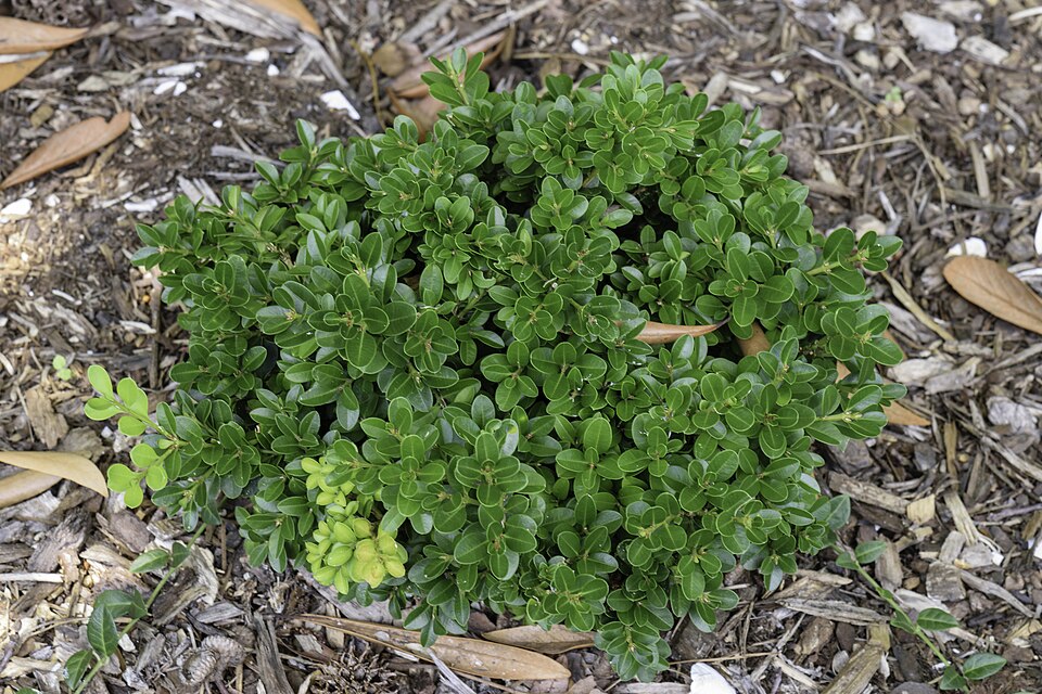 Buxus mic. 'Little Missy'