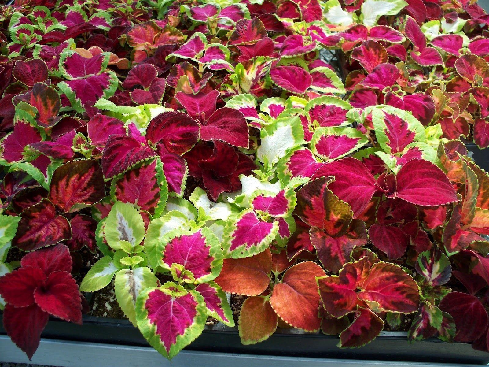 Rainbow Coleus Mixed - 2x Plug Plants - Houseplant Or Outdoors. Perfect For Vivs