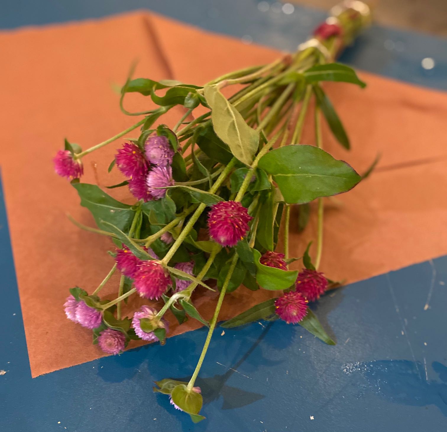 Gomphrena