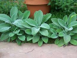 Helene Von Stein Lamb's Ear (Stachys)