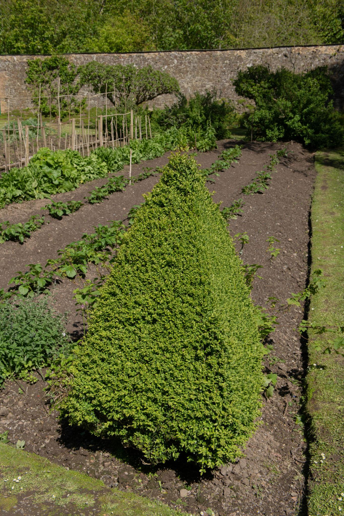 Buxus x 'Green Mountain'