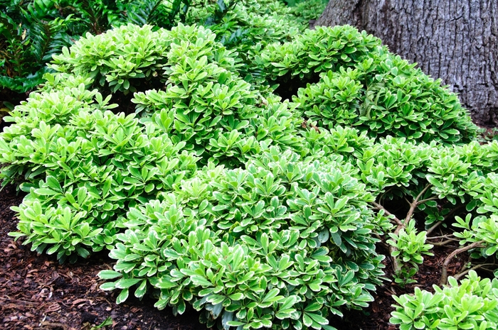 Pittosporum Variegated 3 Gal