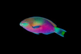 Quoy's Parrotfish ( reef safe )