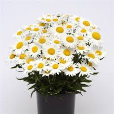 Madonna Shasta Daisy (Leucanthemum), 1 gallon