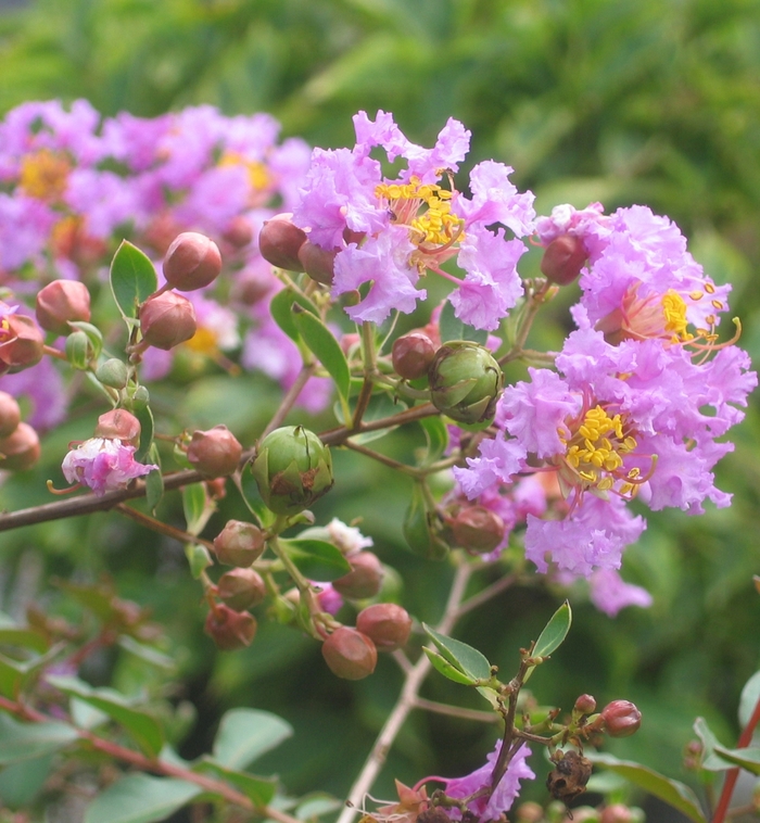 Crape Myrtle Pink Velour Tree Form 15 Gal
