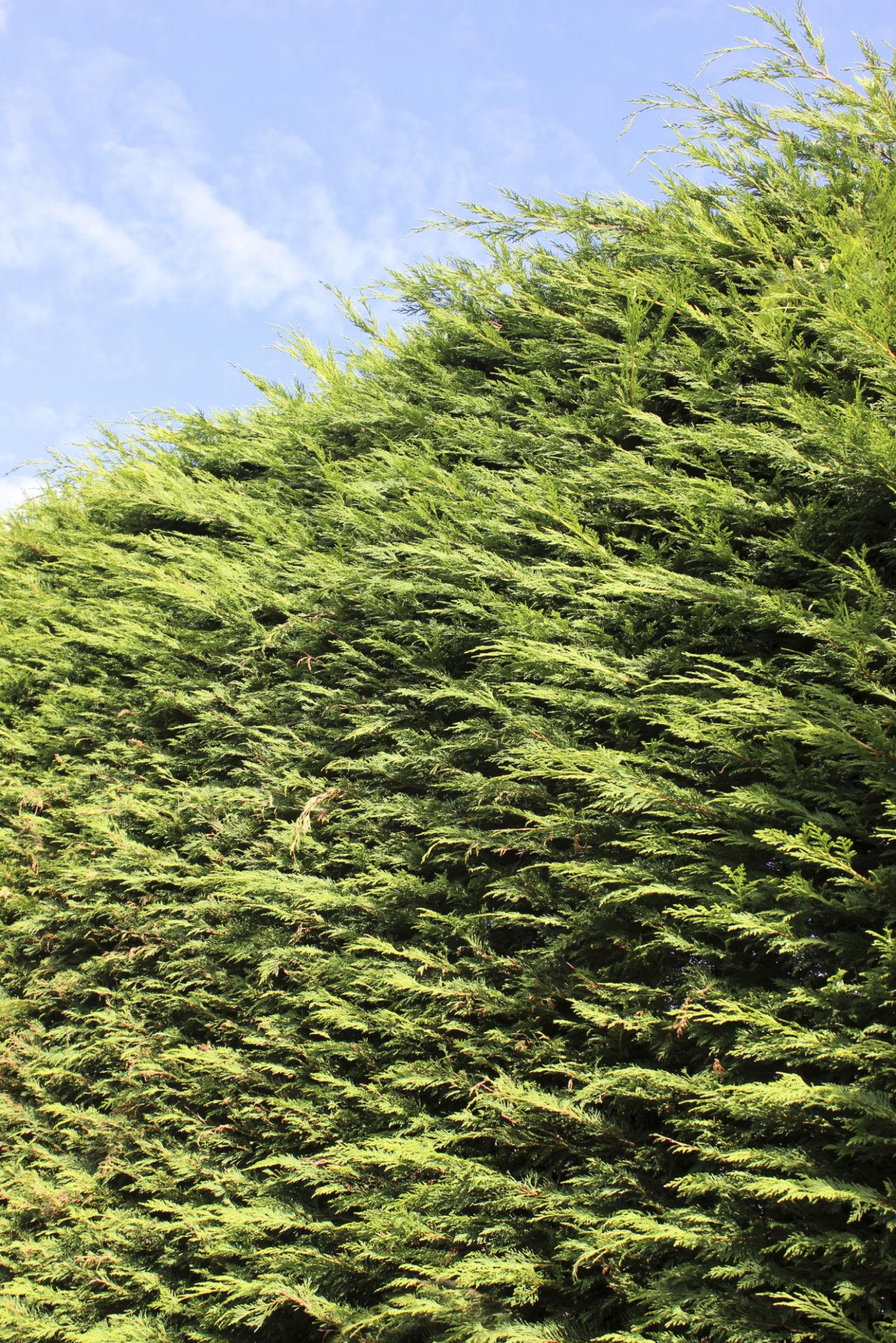 Cupressocyparis leylandii