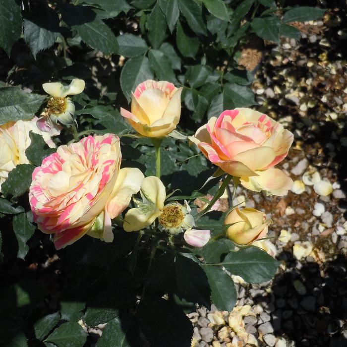 Drift Rose Popcorn 3 Gal