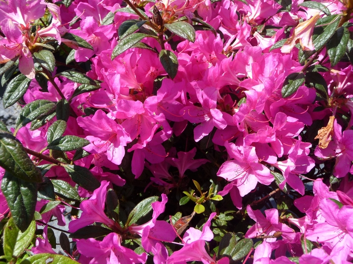 Azalea Encore Autumn Angel 3 Gal