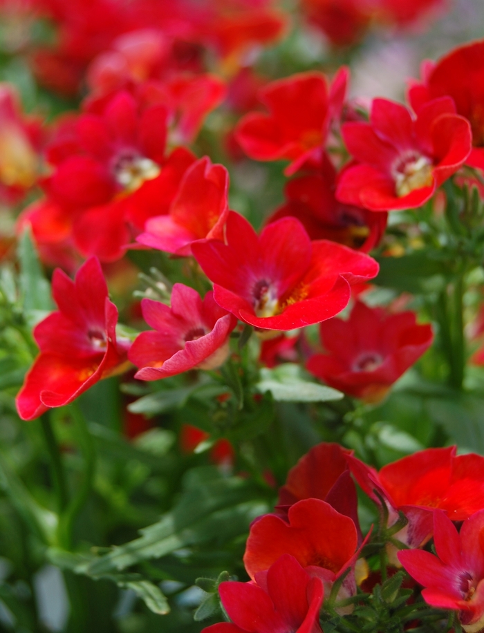 Nemesia Nesia Snow Angel Quart