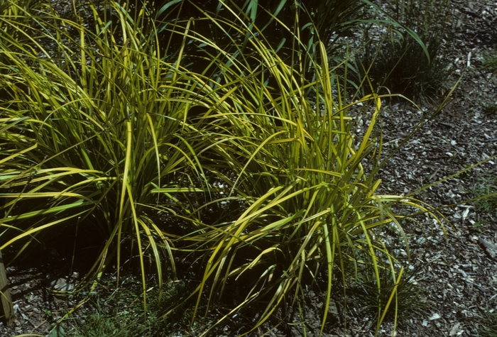 Golden Sedge Grass 1 Gal