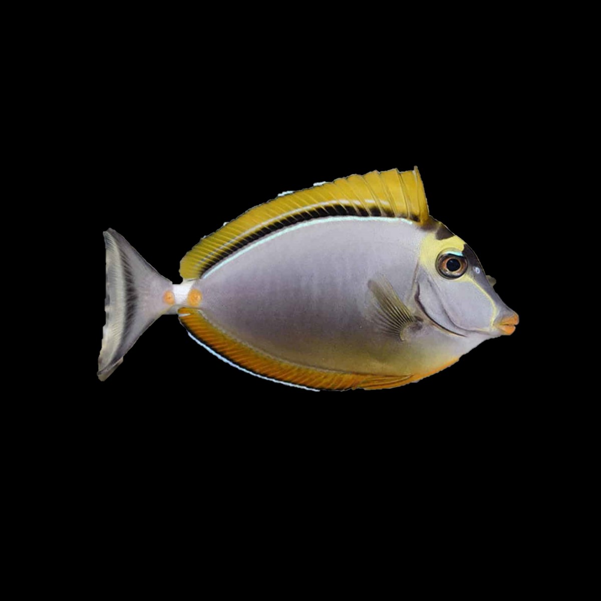 Blonde Naso Tang Lg