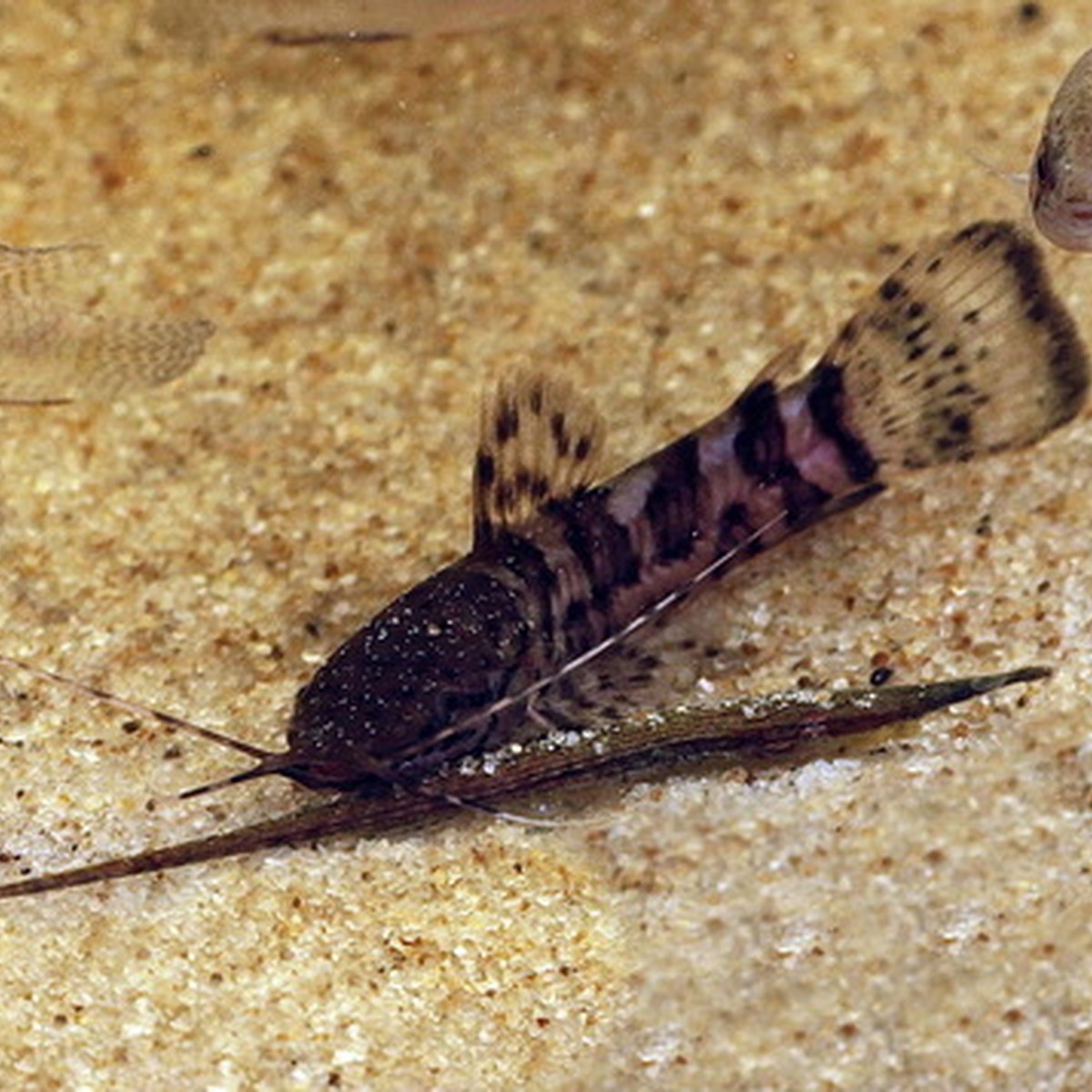 Hoplo Catfish