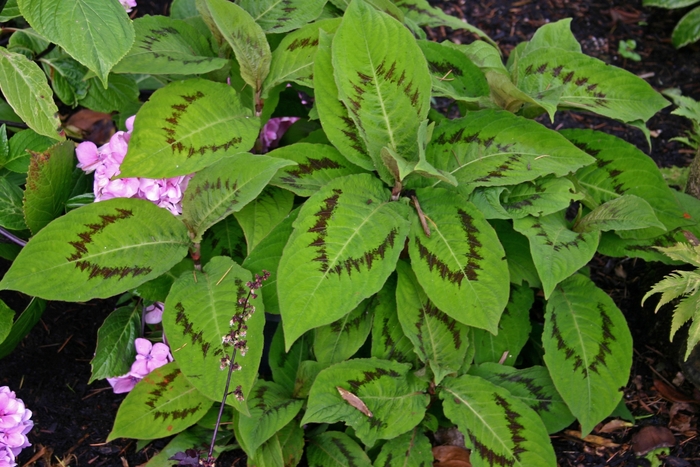 Asian jasmine groundcover