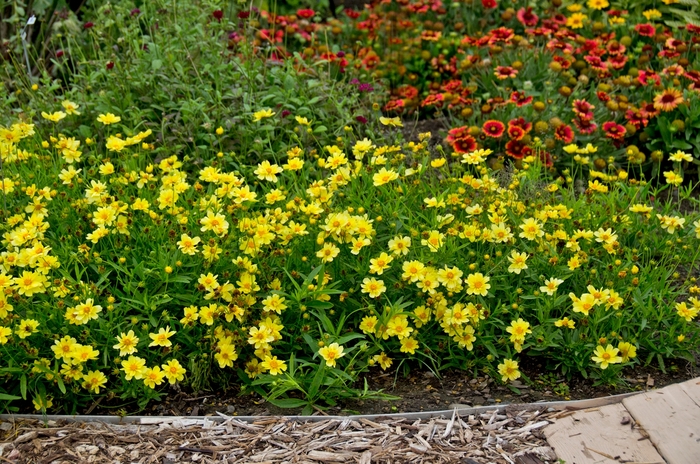 Coreopsis Rising Mercury 1 Gal