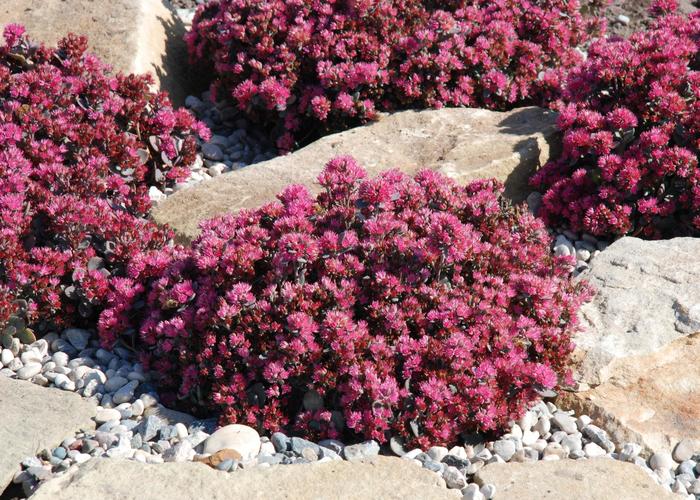 Sedum Sunsparkler Blue Pearl 1 Gal