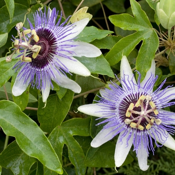 Passionflower Blue crown1 Gal