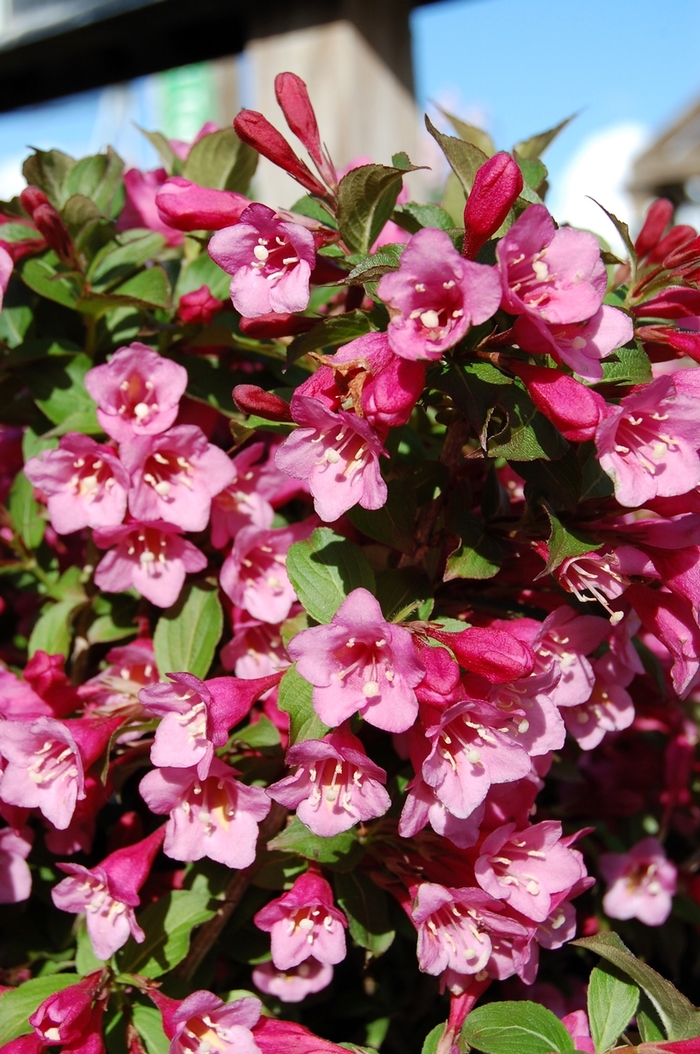 Weigela My Monet Purple Effect 1 Gal PW