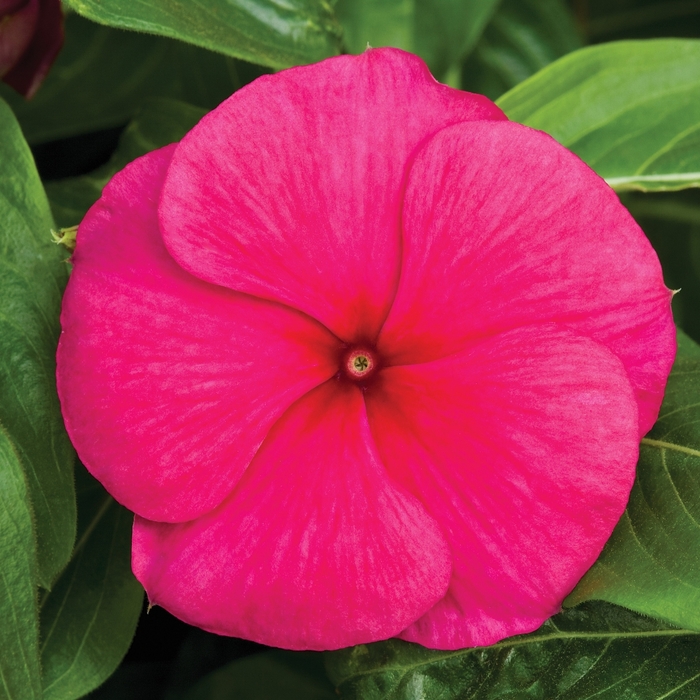 Vinca Cora Cascade Punch 10" HB