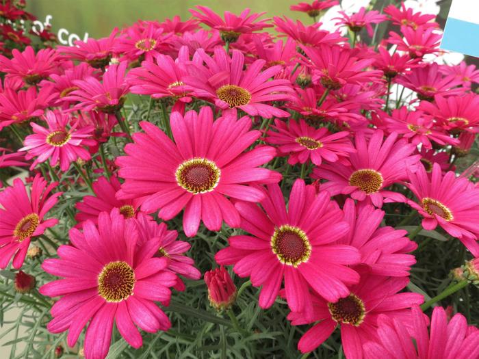 Marguerite Daisy Grandaisy White 1 Gal