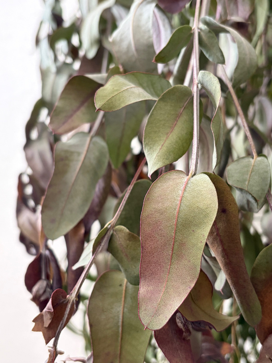 3/15（日）ハーブ蒸留ユーカリ・グロブルス