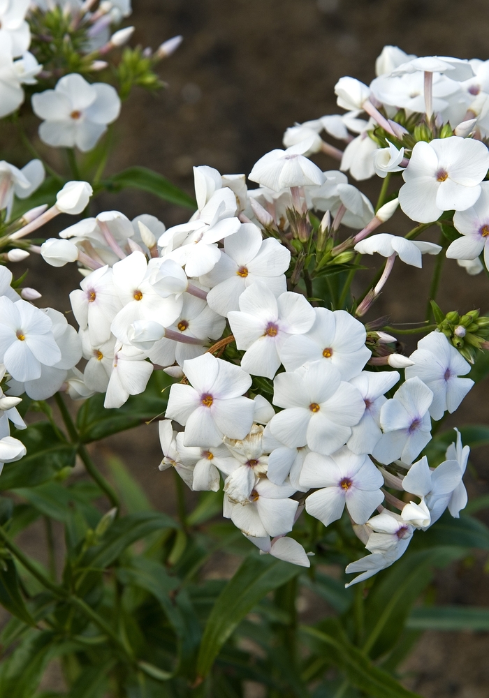 Phlox Opening Act Ultra Pink 1 Gal PW
