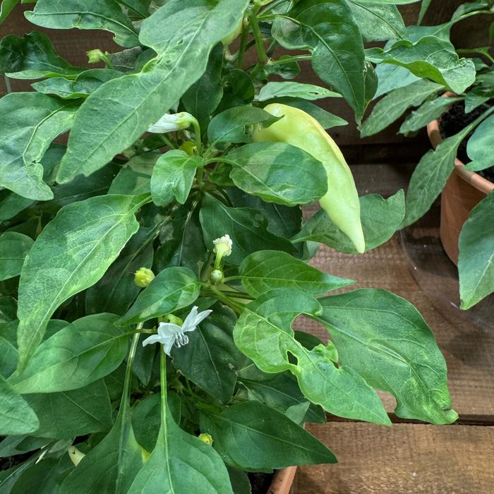Ornamental Pepper Quart