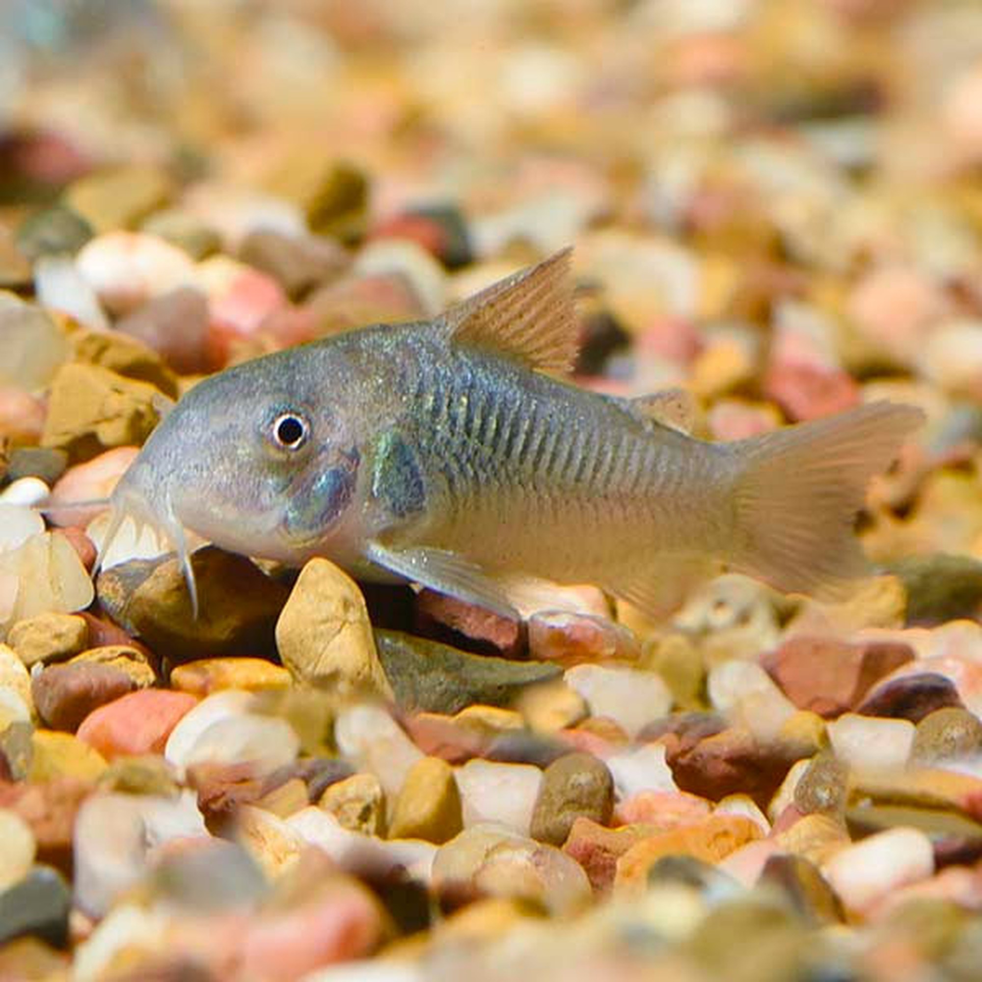 Green Aeneas Corydoras